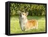 Welsh Corgi Pembroke-f8grapher-Framed Stretched Canvas