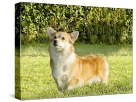 Welsh Corgi Pembroke-f8grapher-Stretched Canvas