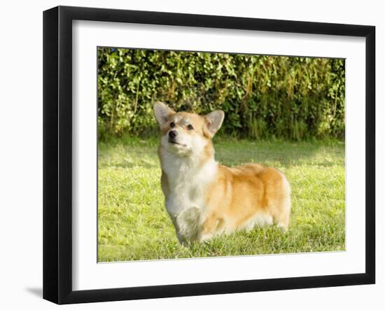 Welsh Corgi Pembroke-f8grapher-Framed Photographic Print