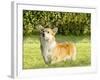 Welsh Corgi Pembroke-f8grapher-Framed Photographic Print