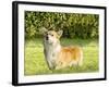 Welsh Corgi Pembroke-f8grapher-Framed Photographic Print