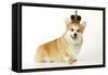 Welsh Corgi Wearing Crown and Pearls-null-Framed Stretched Canvas