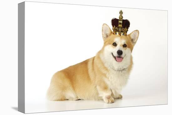 Welsh Corgi Wearing Crown and Pearls-null-Stretched Canvas