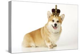 Welsh Corgi Wearing Crown and Pearls-null-Stretched Canvas