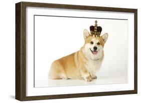 Welsh Corgi Wearing Crown and Pearls-null-Framed Photographic Print