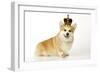 Welsh Corgi Wearing Crown and Pearls-null-Framed Photographic Print