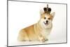 Welsh Corgi Wearing Crown and Pearls-null-Mounted Photographic Print