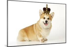 Welsh Corgi Wearing Crown and Pearls-null-Mounted Photographic Print