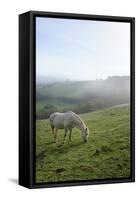 Welsh Mountain Pony (Equus Caballus) Grazing a Hillside Meadow on a Foggy Autumn Morning-Nick Upton-Framed Stretched Canvas