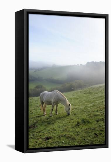 Welsh Mountain Pony (Equus Caballus) Grazing a Hillside Meadow on a Foggy Autumn Morning-Nick Upton-Framed Stretched Canvas