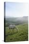 Welsh Mountain Pony (Equus Caballus) Grazing a Hillside Meadow on a Foggy Autumn Morning-Nick Upton-Stretched Canvas