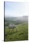 Welsh Mountain Pony (Equus Caballus) Grazing a Hillside Meadow on a Foggy Autumn Morning-Nick Upton-Stretched Canvas