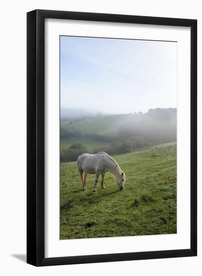 Welsh Mountain Pony (Equus Caballus) Grazing a Hillside Meadow on a Foggy Autumn Morning-Nick Upton-Framed Premium Photographic Print