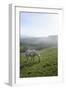 Welsh Mountain Pony (Equus Caballus) Grazing a Hillside Meadow on a Foggy Autumn Morning-Nick Upton-Framed Premium Photographic Print