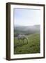 Welsh Mountain Pony (Equus Caballus) Grazing a Hillside Meadow on a Foggy Autumn Morning-Nick Upton-Framed Photographic Print