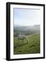 Welsh Mountain Pony (Equus Caballus) Grazing a Hillside Meadow on a Foggy Autumn Morning-Nick Upton-Framed Photographic Print