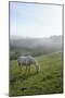 Welsh Mountain Pony (Equus Caballus) Grazing a Hillside Meadow on a Foggy Autumn Morning-Nick Upton-Mounted Photographic Print