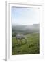 Welsh Mountain Pony (Equus Caballus) Grazing a Hillside Meadow on a Foggy Autumn Morning-Nick Upton-Framed Photographic Print