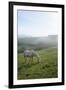 Welsh Mountain Pony (Equus Caballus) Grazing a Hillside Meadow on a Foggy Autumn Morning-Nick Upton-Framed Photographic Print