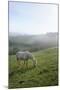 Welsh Mountain Pony (Equus Caballus) Grazing a Hillside Meadow on a Foggy Autumn Morning-Nick Upton-Mounted Photographic Print