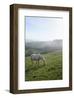 Welsh Mountain Pony (Equus Caballus) Grazing a Hillside Meadow on a Foggy Autumn Morning-Nick Upton-Framed Photographic Print