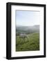 Welsh Mountain Pony (Equus Caballus) Grazing a Hillside Meadow on a Foggy Autumn Morning-Nick Upton-Framed Photographic Print