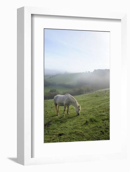Welsh Mountain Pony (Equus Caballus) Grazing a Hillside Meadow on a Foggy Autumn Morning-Nick Upton-Framed Photographic Print