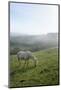 Welsh Mountain Pony (Equus Caballus) Grazing a Hillside Meadow on a Foggy Autumn Morning-Nick Upton-Mounted Photographic Print