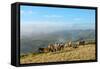 Welsh Ponies, Eppynt, Cambrian Mountains, Powys, Wales, United Kingdom, Europe-Graham Lawrence-Framed Stretched Canvas
