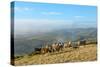Welsh Ponies, Eppynt, Cambrian Mountains, Powys, Wales, United Kingdom, Europe-Graham Lawrence-Stretched Canvas