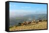 Welsh Ponies, Eppynt, Cambrian Mountains, Powys, Wales, United Kingdom, Europe-Graham Lawrence-Framed Stretched Canvas