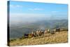 Welsh Ponies, Eppynt, Cambrian Mountains, Powys, Wales, United Kingdom, Europe-Graham Lawrence-Stretched Canvas