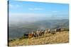 Welsh Ponies, Eppynt, Cambrian Mountains, Powys, Wales, United Kingdom, Europe-Graham Lawrence-Stretched Canvas