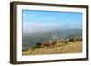 Welsh Ponies, Eppynt, Cambrian Mountains, Powys, Wales, United Kingdom, Europe-Graham Lawrence-Framed Photographic Print