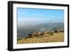 Welsh Ponies, Eppynt, Cambrian Mountains, Powys, Wales, United Kingdom, Europe-Graham Lawrence-Framed Photographic Print