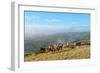 Welsh Ponies, Eppynt, Cambrian Mountains, Powys, Wales, United Kingdom, Europe-Graham Lawrence-Framed Photographic Print