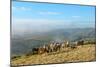 Welsh Ponies, Eppynt, Cambrian Mountains, Powys, Wales, United Kingdom, Europe-Graham Lawrence-Mounted Photographic Print