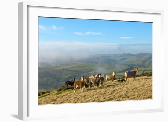 Welsh Ponies, Eppynt, Cambrian Mountains, Powys, Wales, United Kingdom, Europe-Graham Lawrence-Framed Photographic Print