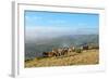 Welsh Ponies, Eppynt, Cambrian Mountains, Powys, Wales, United Kingdom, Europe-Graham Lawrence-Framed Photographic Print