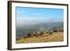 Welsh Ponies, Eppynt, Cambrian Mountains, Powys, Wales, United Kingdom, Europe-Graham Lawrence-Framed Photographic Print