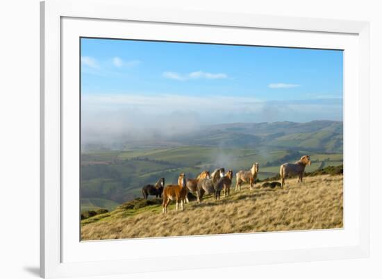 Welsh Ponies, Eppynt, Cambrian Mountains, Powys, Wales, United Kingdom, Europe-Graham Lawrence-Framed Photographic Print