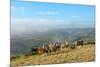 Welsh Ponies, Eppynt, Cambrian Mountains, Powys, Wales, United Kingdom, Europe-Graham Lawrence-Mounted Photographic Print