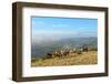 Welsh Ponies, Eppynt, Cambrian Mountains, Powys, Wales, United Kingdom, Europe-Graham Lawrence-Framed Photographic Print