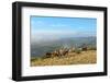 Welsh Ponies, Eppynt, Cambrian Mountains, Powys, Wales, United Kingdom, Europe-Graham Lawrence-Framed Photographic Print