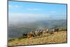 Welsh Ponies, Eppynt, Cambrian Mountains, Powys, Wales, United Kingdom, Europe-Graham Lawrence-Mounted Photographic Print