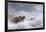 Welsh Ponies in the Snow-James Howie Carse-Framed Giclee Print