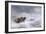 Welsh Ponies in the Snow-James Howie Carse-Framed Giclee Print