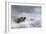 Welsh Ponies in the Snow-James Howie Carse-Framed Giclee Print