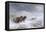 Welsh Ponies in the Snow-James Howie Carse-Framed Stretched Canvas