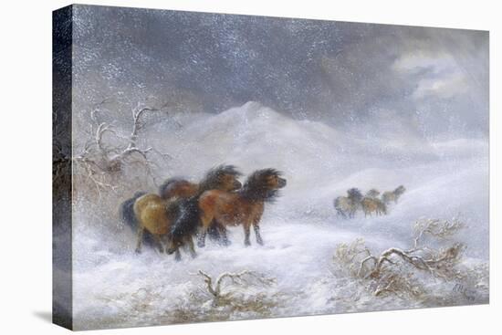 Welsh Ponies in the Snow-James Howie Carse-Stretched Canvas